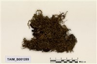 藏品(日本提燈苔)的圖片